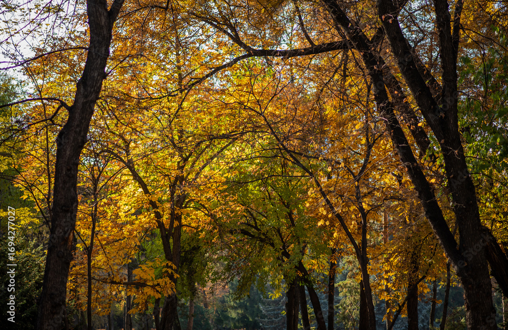 Fototapeta premium a canopy of trees in full autumn display, with leaves in shades of gold and amber. Sunlight filters through, casting a warm glow and highlighting the intricate network of branches