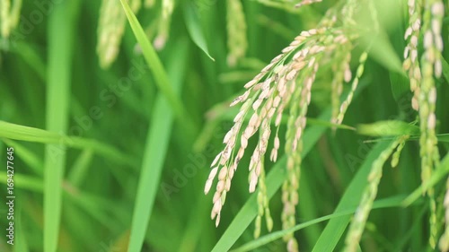 高温障害で枯れた稲穂