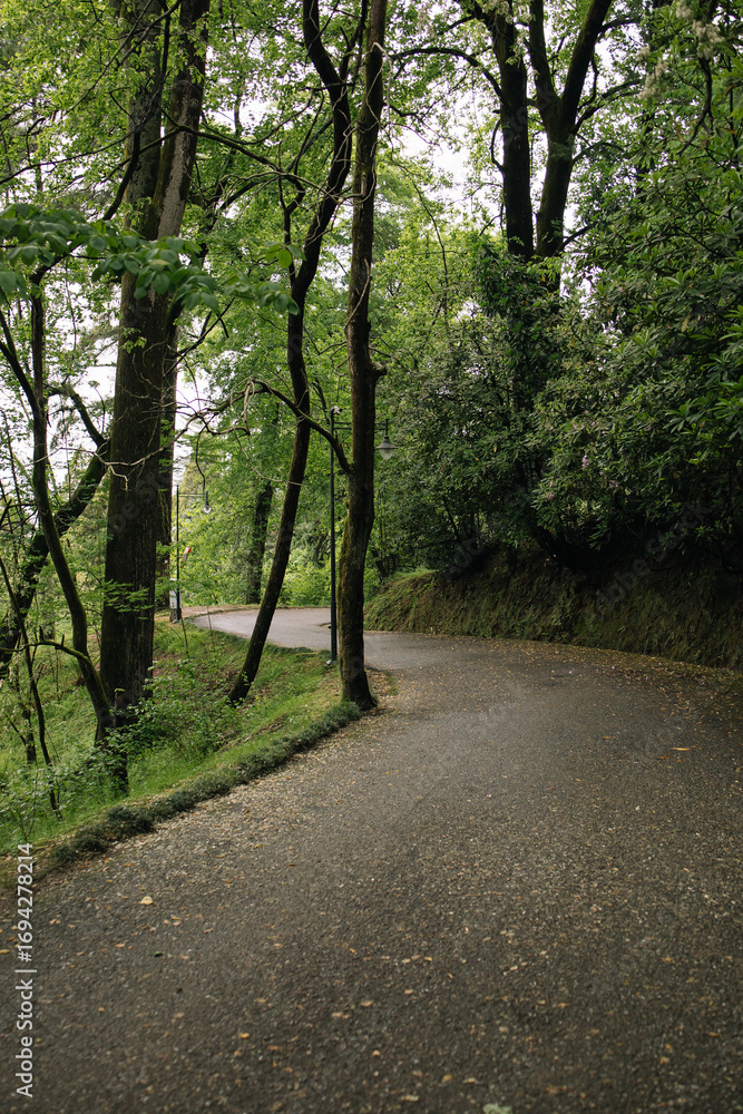 Fototapeta premium path in the forest