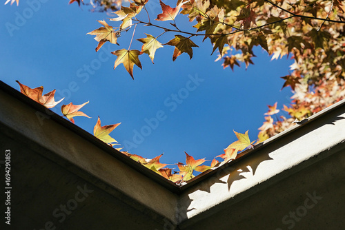 Autumn leaves and everyday scenes. Autumn colors. Red and yellow.