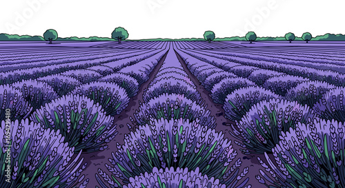 A lavender field with trees in the distance on a sunny day