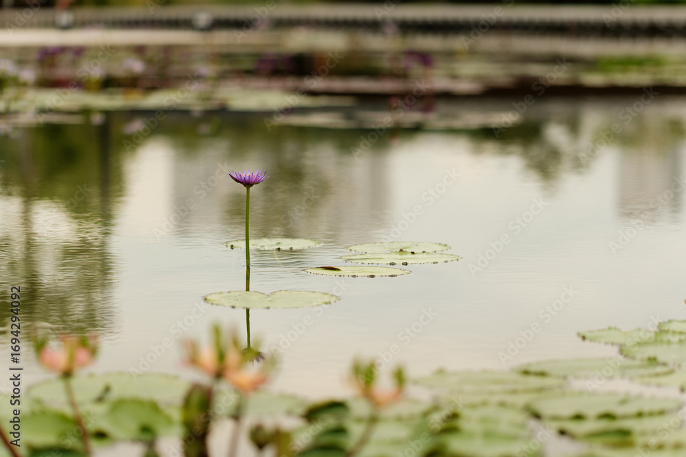 Fototapeta premium Vibrant Purple Lotus Flower in Calm Water