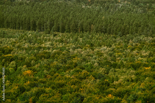 Large forest complex, a breeding forest managed by the forestry department