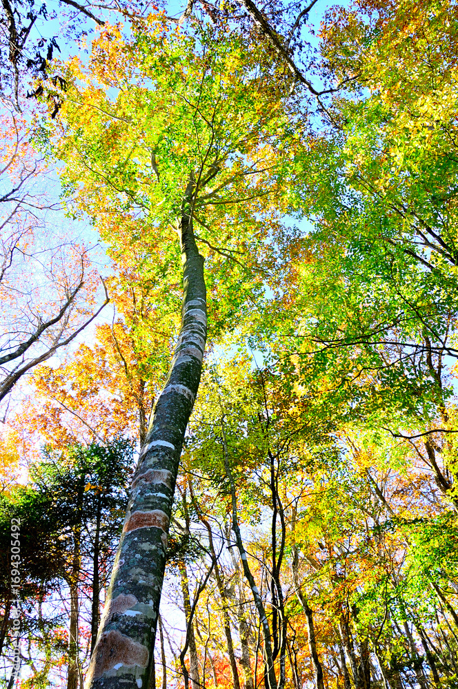 Fototapeta premium 御坂山地のパノラマ台 紅葉の森を照らす斜光 