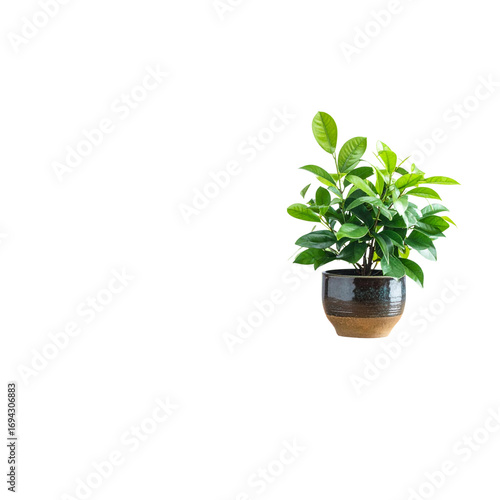  plant on the table transparent background png 