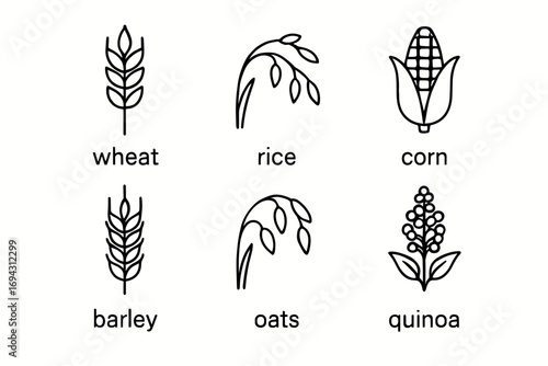 Set of line icons representing wheat, rice, corn, barley, oats, and quinoa