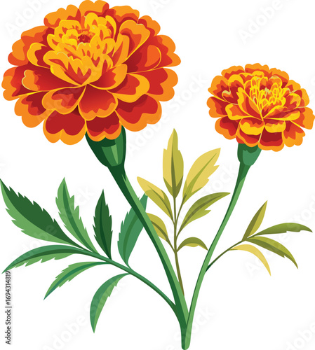 Two vibrant orange marigold flowers with green leaves on a white background