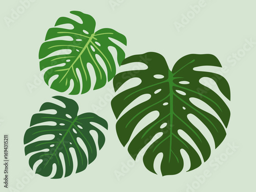 Monstera vector illustration of a green plant