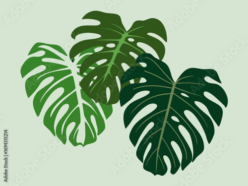 Monstera vector illustration of a green plant