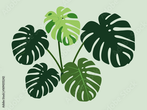 Monstera vector illustration of a green plant