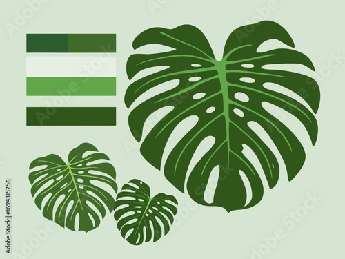 Monstera vector illustration of a green plant