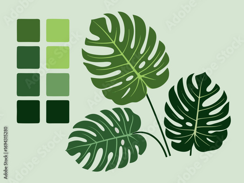 Monstera vector illustration of a green plant
