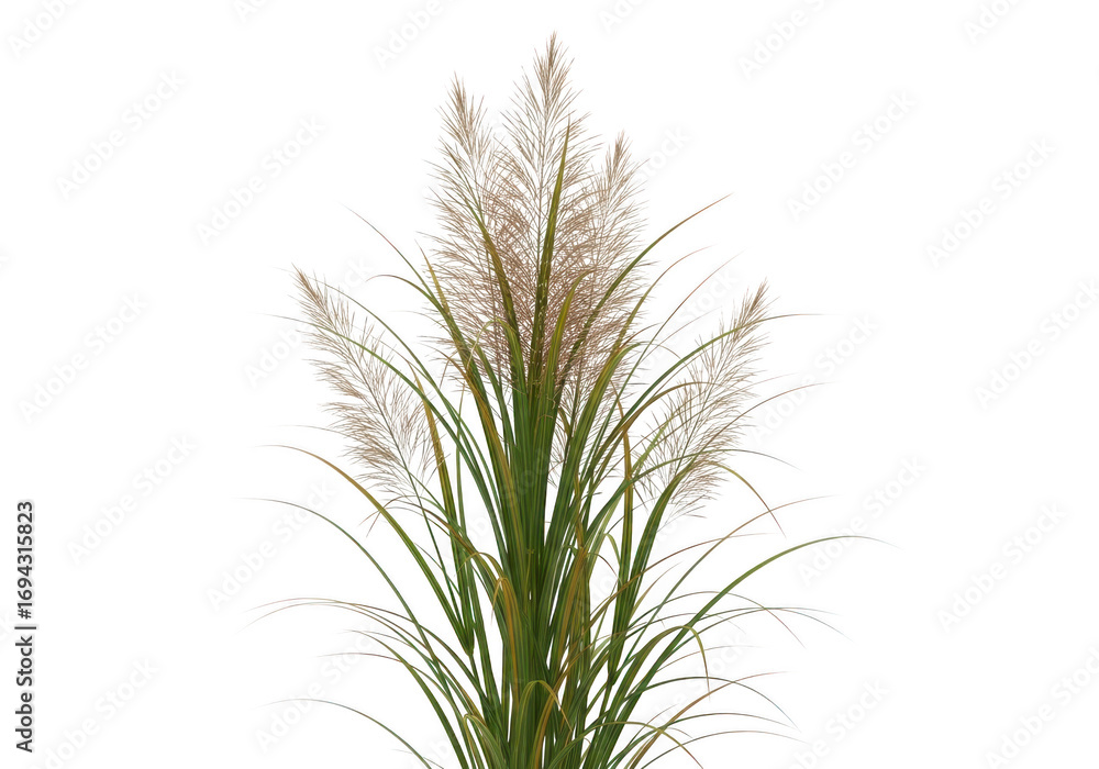 Fototapeta premium Dried pampas grass stems with detailed textures and natural colors transparent background