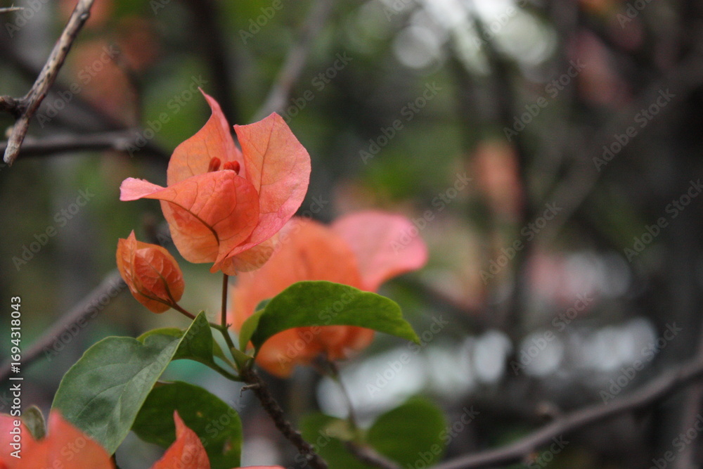 Obraz premium Bougainvillea Flowers in Bloom