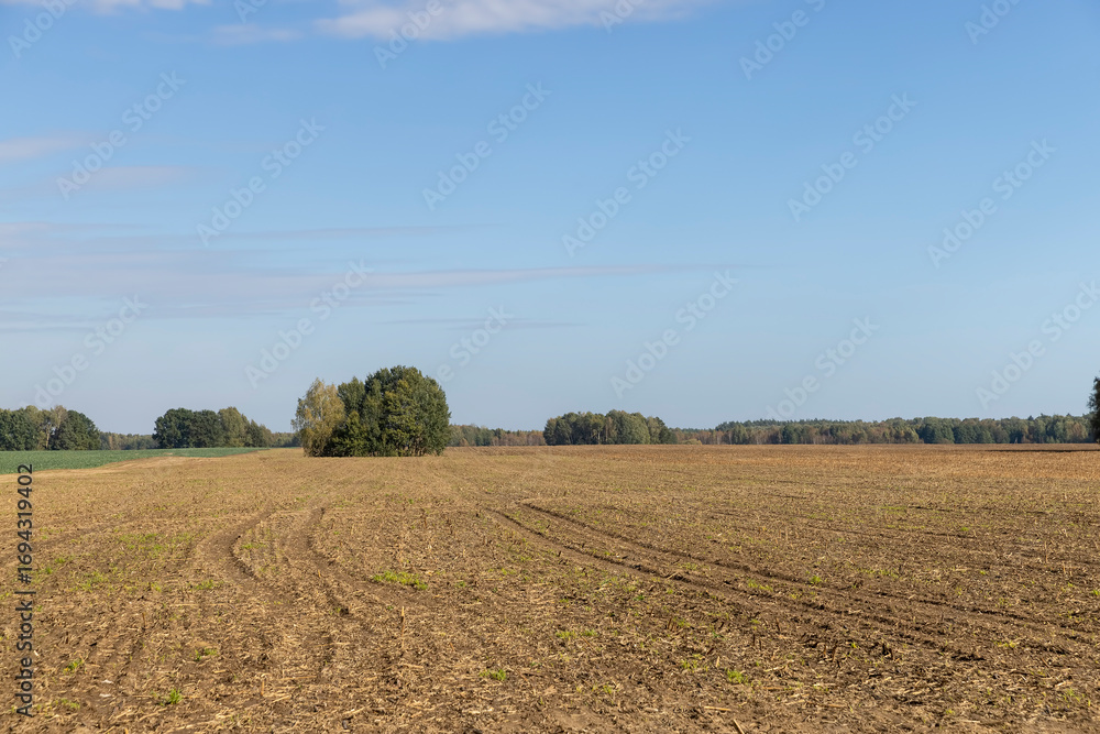 Obraz premium agricultural field after harvest in the autumn season, autumn landscape of the field with forest and trees on the horizon