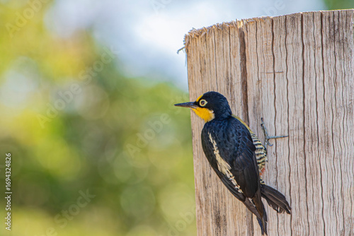Yellow-Fronted Woodpecker or Benedito de Testa Amarela bird of the Atlantic Forest - Female - South East Brazil - South America (Melanerpes flavifrons)