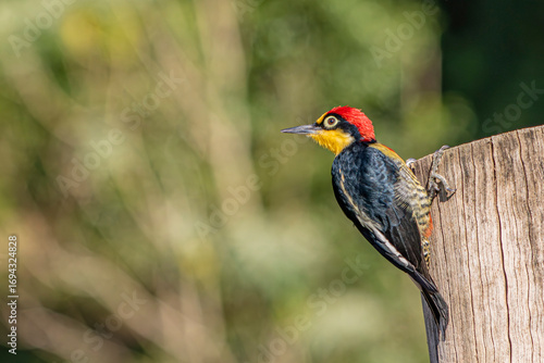 Yellow-Fronted Woodpecker or Benedito de Testa Amarela bird of the Atlantic Forest - Male - South East Brazil - South America (Melanerpes flavifrons)