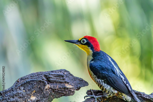 Yellow-Fronted Woodpecker or Benedito de Testa Amarela bird of the Atlantic Forest - South East Brazil - South America (Melanerpes flavifrons)