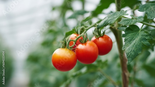 Wallpaper Mural Ripe tomatoes glisten on vibrant vine, evoking summers tangy harvest, salsa celebrations, and the enigmatic Feast of Pomodori Torontodigital.ca