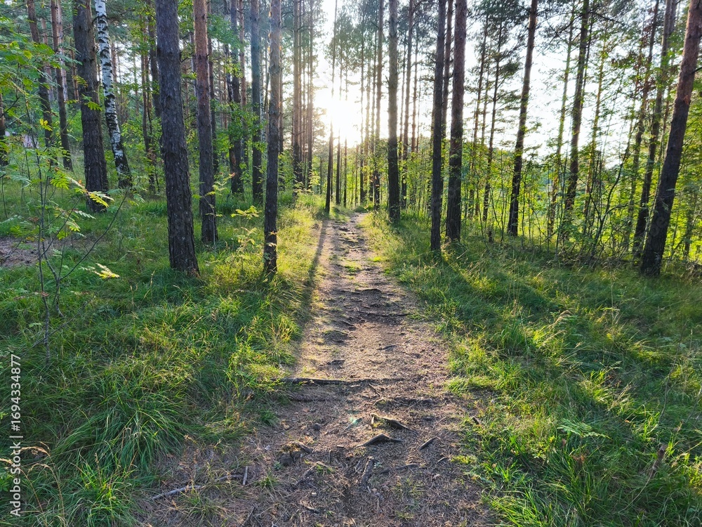 Obraz premium Forest path with sunlight shining through trees