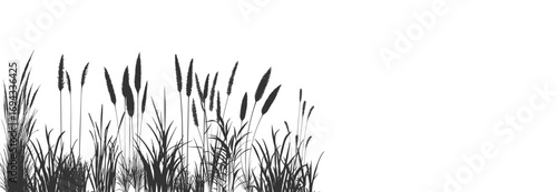 Silhouette of cattails and reeds. Wild grass on the river bank. Swamp coastal plants.