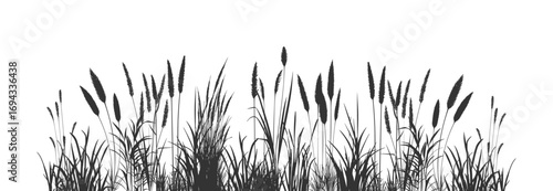 Silhouette of reeds and cattails. Wild grass by the river shore.