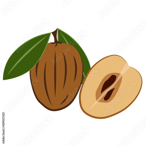 Illustration of a tropical fruit called sapodilla. Juicy, fresh, and bright sapodilla.