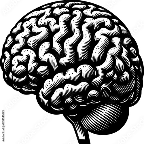 Brain Anatomy: A detailed monochrome depiction of a human brain, showcasing its intricate folds and overall structure, perfect for scientific or educational content.