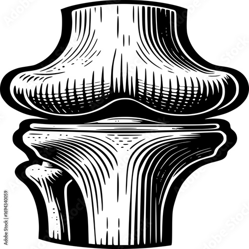 Anatomical Illustration of Human Knee Joint: A detailed monochrome etching of the human knee joint showcases its intricate structure, offering a striking view of its form and function.