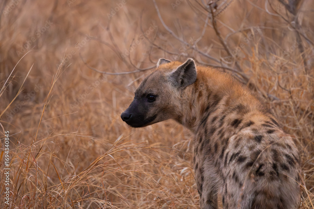 Obraz premium close-up of a spotted hyena
