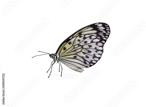 Weißer Schmetterling Schachbrettfalter freigestellt, transparent ohne Hintergrund