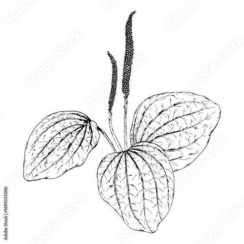 Hand drawn vector illustration of plantain Plantago major with broad ribbed leaves and flowering spikes in detailed linework, perfect for herbal tea packaging, natural medicine, apothecary labels