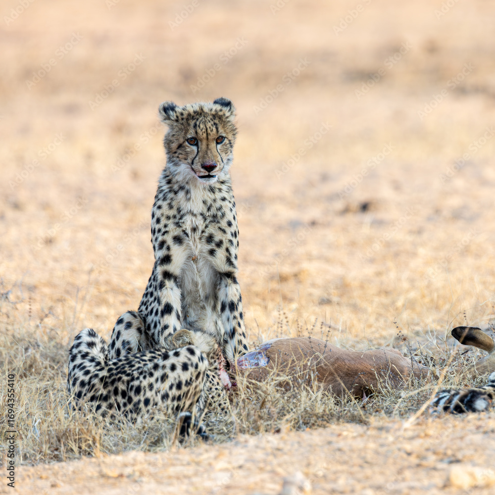 Naklejka premium a cheetah cub sitting next to the kill