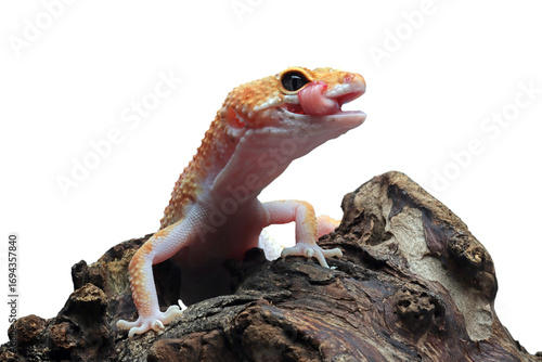 Leopard gecko closeup on wood, Leopard gecko front view, Leopard gecko closeup on isolated background