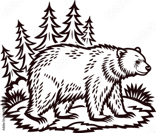 Hand drawn grizzly bear walking in forest with pine trees vintage sketch animal illustration on white background