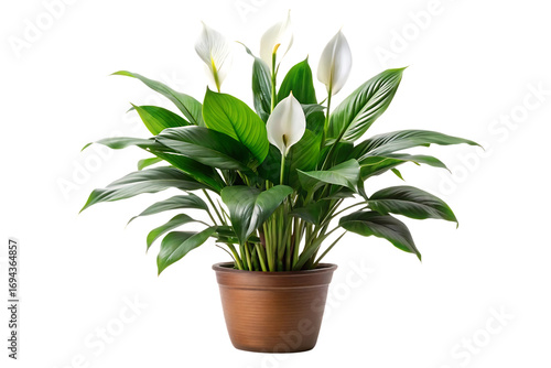 Peace lily houseplant with white flowers in brown terracotta pot on clean white background, isolated on a transparent background