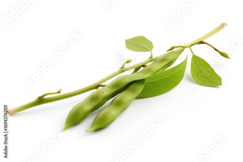 Vegetable branch plant food.