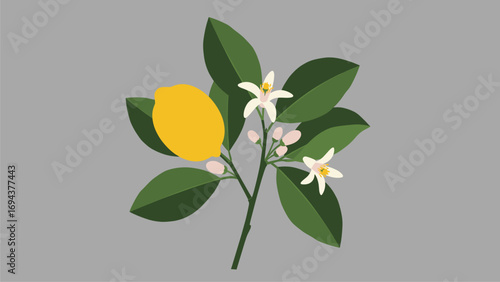 Fresh Lemon Branch with Ripe Fruit, Green Leaves, and White Blossoms on Gray Background