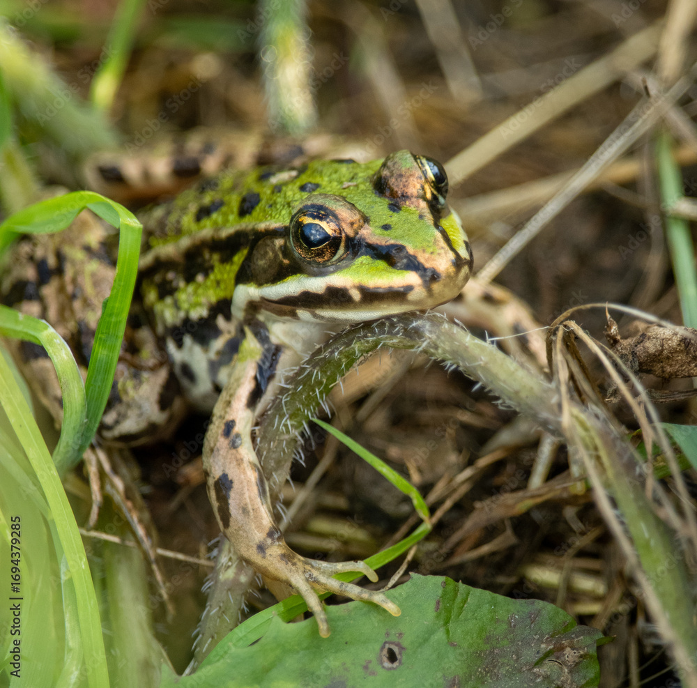 Fototapeta premium frog in the grass
