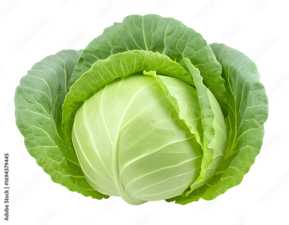 Fototapeta premium Whole Fresh Green Cabbage with Detailed Texture, Isolated on PNG Background.