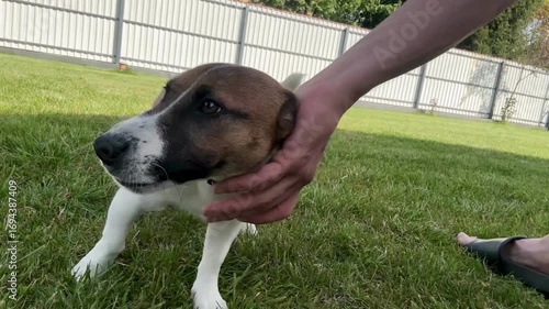 Wallpaper Mural Playful Dog Enjoying a Sunny Afternoon in the Backyard With Its Owner Torontodigital.ca