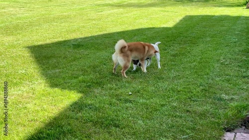 Wallpaper Mural Playful Dogs Enjoy a Sunny Afternoon in a Lush Green Yard During Springtime Torontodigital.ca
