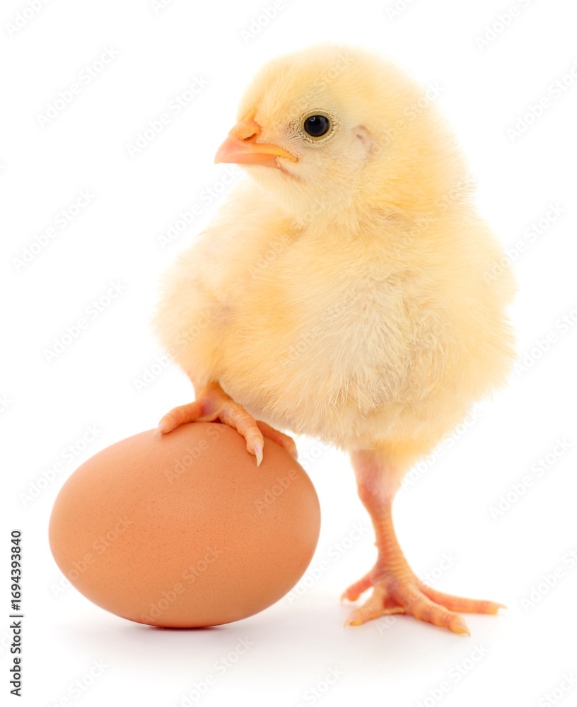 Fototapeta premium Yellow chick with egg isolated on white background