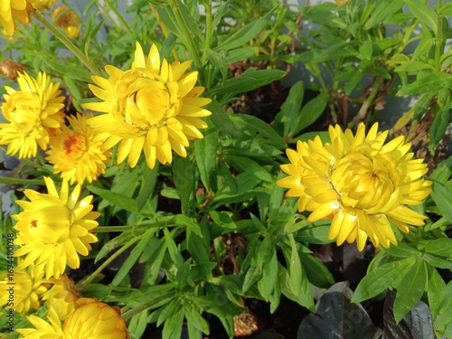 Strohblumen in Gelb in der Sonne, angebaut