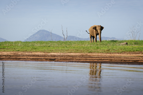 Fotografia Sri Lankan elephant grazes near water in Gal Oya National Park