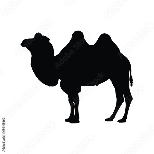 Silhouette of a two humped camel standing in desert landscape vector