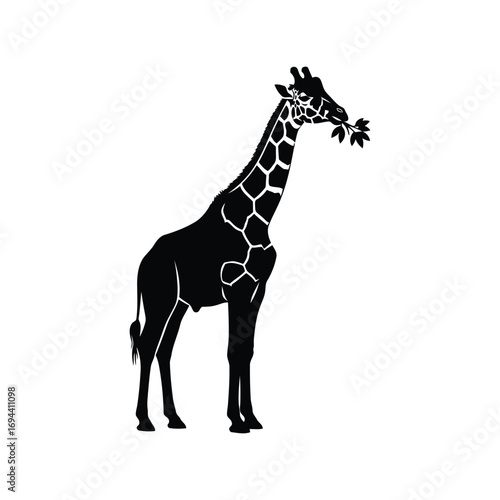 Silhouette giraffe eating leaves wild animal illustration vector art isolated vector