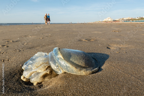 Stranded jellyfish at the Dutch beach near Noordwijk; recreational users may step on it.