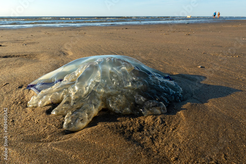 Stranded jellyfish at the Dutch beach near Noordwijk; recreational users may step on it.