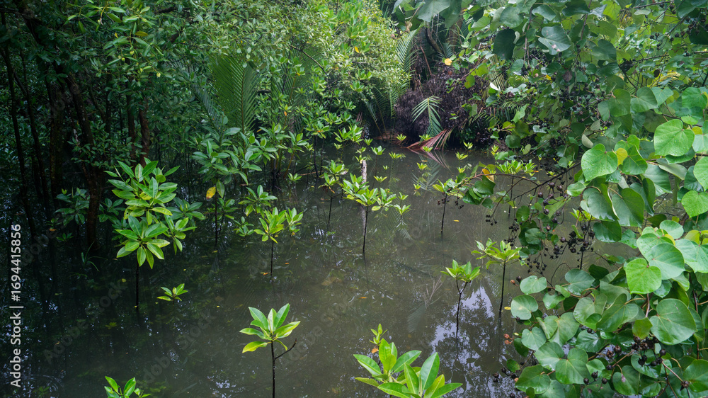 Naklejka premium A photograph of the Mangrove Trees in Bakhawan Ecopark. Taken from New Buswang, Kalibo, Aklan, Philippines. 